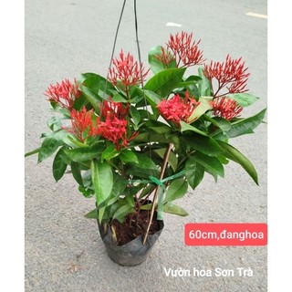 (VHST giao trong ngày) CÂY BÔNG TRANG Mỹ đỏ, đang hoa.