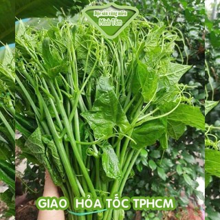 Đọt Su su trồng hữu cơ sạch tươi ngon