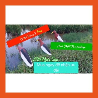 Combo 3 con cò mã đỏ xốp cứng