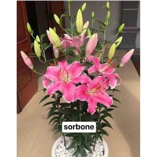 ...6 CỦ HOA LY CAO THƠM F1...