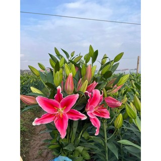 ...6 CỦ HOA LY CAO THƠM F1...