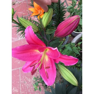 ...6 CỦ HOA LY CAO THƠM F1...