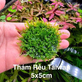 Thảm Rêu Taiwan - Trải Nền - Tiền Cảnh - Tép Màu Quận 3