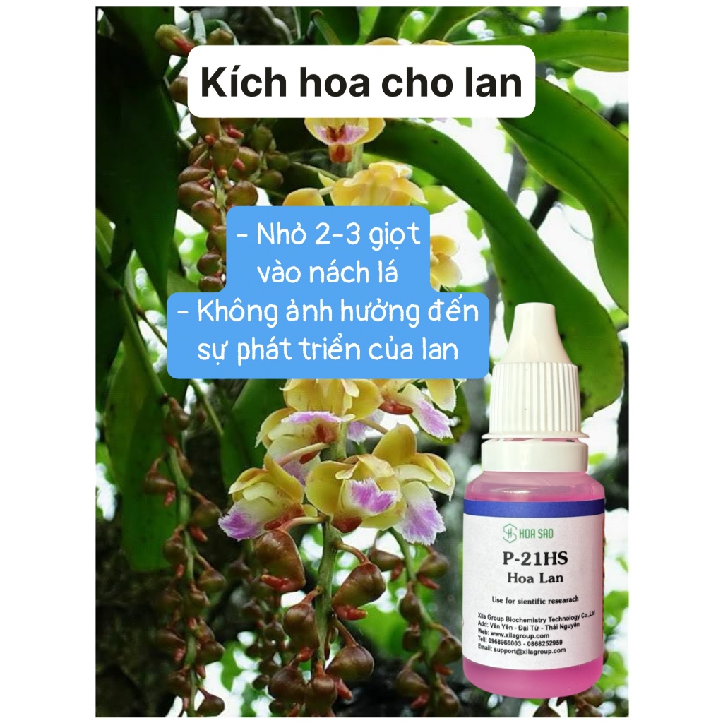 [HOA LAN] Kích hoa cho lan P21 mùa Đông, mùa Tết Xila Group