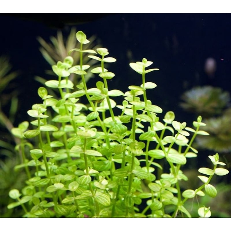 N&T Garden - cây thủy sinh dưa hấu (30 nhánh)