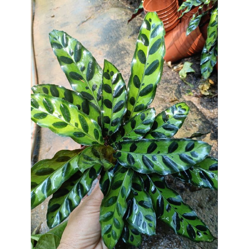 Cây đuôi công phụng dài chậu nhỏ(Calathea lancifolia)