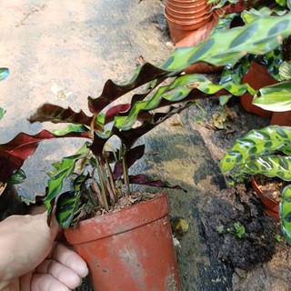 Cây đuôi công phụng dài chậu nhỏ(Calathea lancifolia)