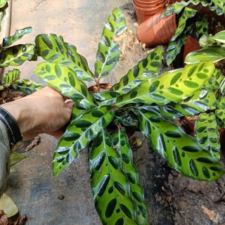 Cây đuôi công phụng dài chậu nhỏ(Calathea lancifolia)