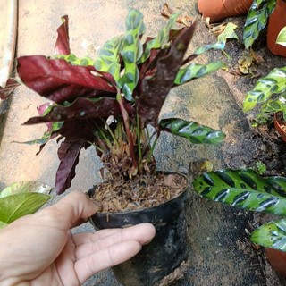 Cây đuôi công phụng dài chậu nhỏ(Calathea lancifolia)