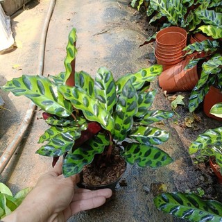 Cây đuôi công phụng dài chậu nhỏ(Calathea lancifolia)