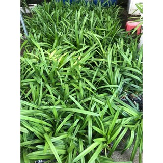 Kiếm VÀNG LƯỠI ĐỎ  ÚC