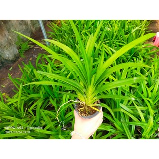 Kiếm VÀNG LƯỠI ĐỎ  ÚC