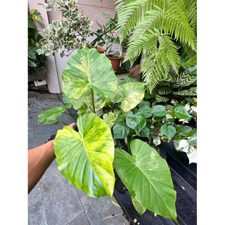 Kiểng lá ráy vàng lá ~25cm