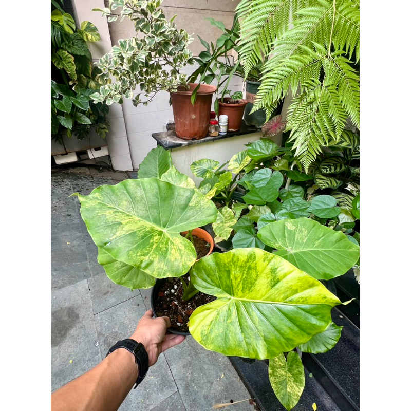 Kiểng lá ráy vàng lá ~25cm