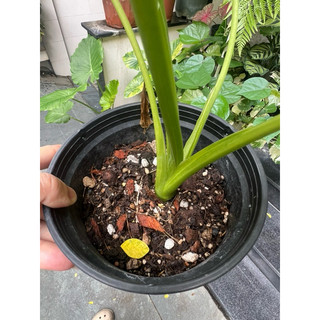Kiểng lá ráy vàng lá ~25cm