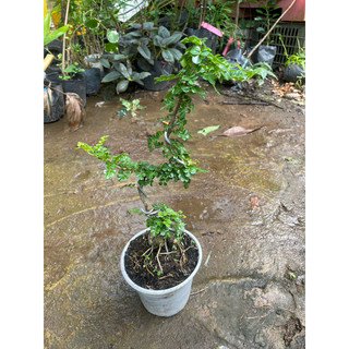 Cây Cần Thăng Bonsai mini - Trang Flowers