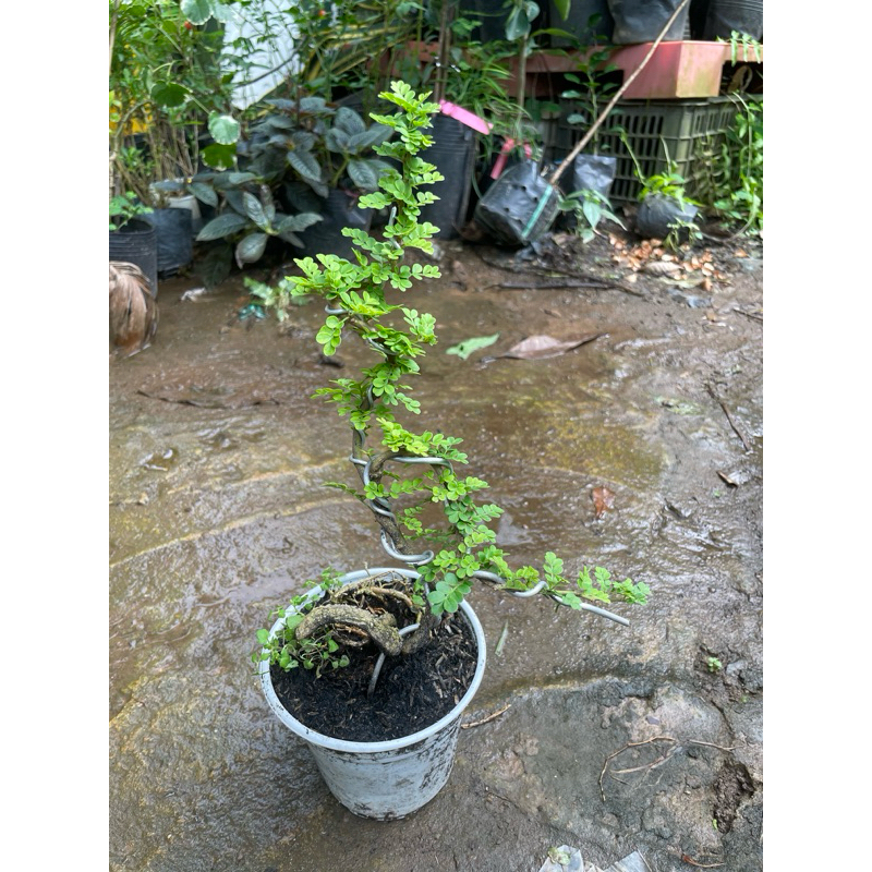 Cây Cần Thăng Bonsai mini - Trang Flowers