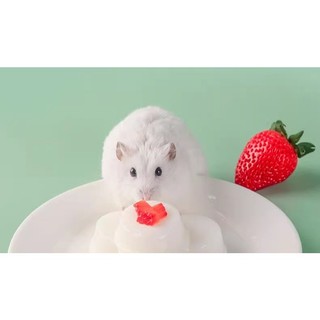 pudding sữa dê cho hamster , sóc, nhím, thỏ, bọ - T3 PETS SHOP