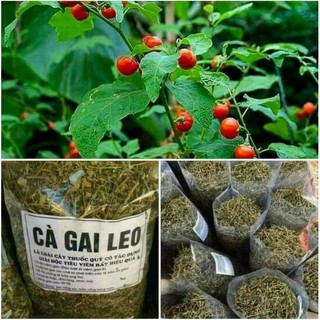 Cây cà gai leo khô, túi 1kg hỗ trợ Gan, mát gan hàng đẹp chuẩn
