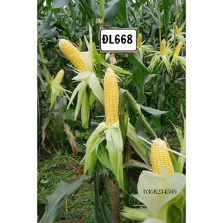 Phân bón vi lượng Siêu Canxi Bo