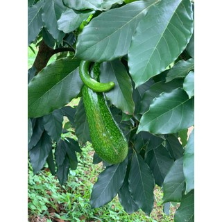 Phân bón vi lượng Siêu Canxi Bo