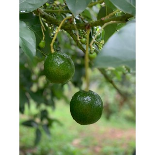 Phân bón vi lượng Siêu Canxi Bo