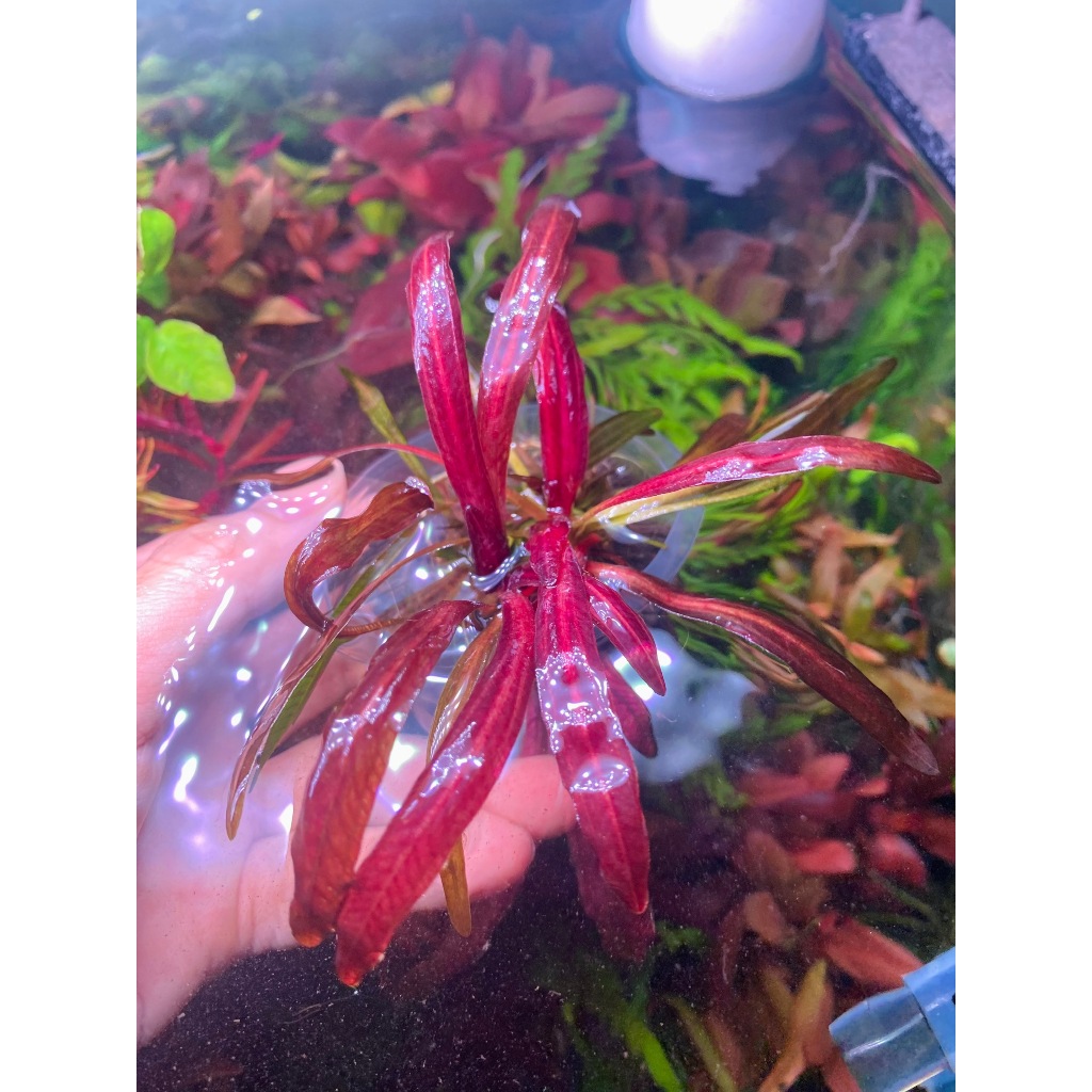 TRẦU RUBIN NARROW LEAF [LÁ NƯỚC] I ECHINODORUS RUBIN NARROW LEAF I TRẦU THỦY SINH Hút NO3 TỐT