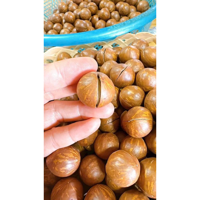 🌰 Hạt MACCA DaKLaK (size TRUNG tuyển chọn loại 1 ) 🪐500gr SIZE Trung