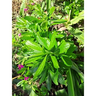 2 bầu rau sâm đất/ sâm mồng tơi/tặng 3 hom giống