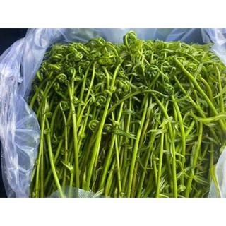 5 giống cây rau choại, cây ráng để hòn non bộ, hồ cá ( vị như đọt chạy)