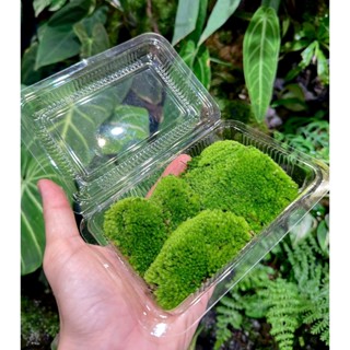 Rêu cushion, Rêu cỏ chịu cạn, rêu đầu xanh, rêu bán cạn, đắp non bộ, terrarium