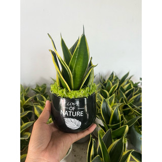  Cây Lưỡi Mèo tiểu cảnh mini  chậu ngẫu nhiên  để bàn trang trí văn phòng góc học tập theo phong thuỷ 