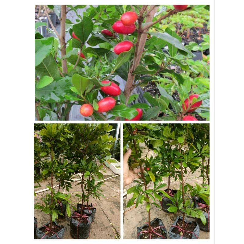 Chậu cây Thần Kỳ ( cây đẹp cao 50-60cm)
