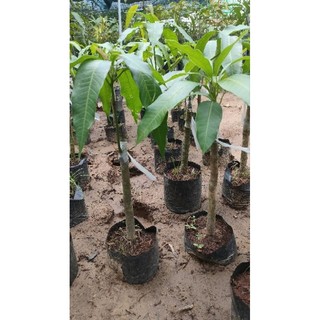 Cây Xoài Tứ Quý