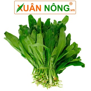 Hạt Giống Ngò Gai