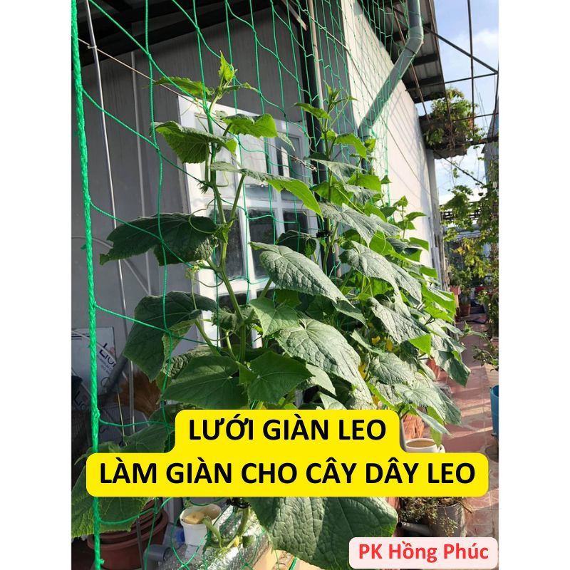Lưới giàn leo, lưới làm giàn mướp bầu bí, cây dây leo, sợi cước, sợi dù (nhiều kích thước) tặng dây