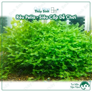 Rêu Pelia (Subwassertang Moss) | Rêu Trang Trí Hồ Tép, Hồ Thủy Sinh | 8m2
