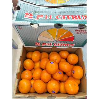 Set 6 trái quýt Úc hơn 1 kg