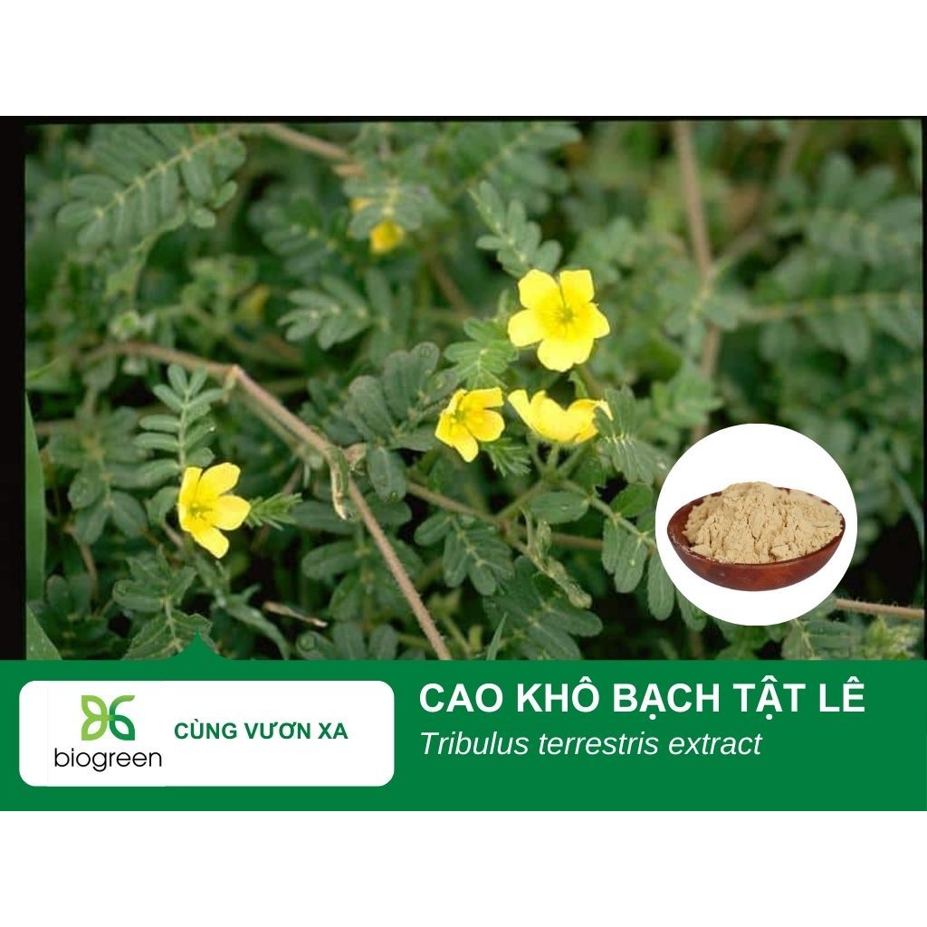 Cao khô bạch tật lê