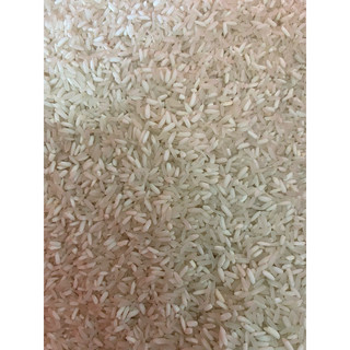 gạo séng cù sữa non mường thanh điện biên 5kg