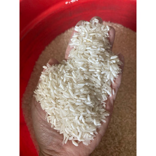 gạo séng cù sữa non mường thanh điện biên 5kg