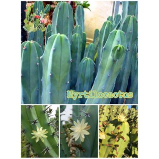 Cây trụ Xương rồng Myrtilo da ccẩm thachh cắt nhánh 20cm. cây trưởng thành to đẹp như ảnh