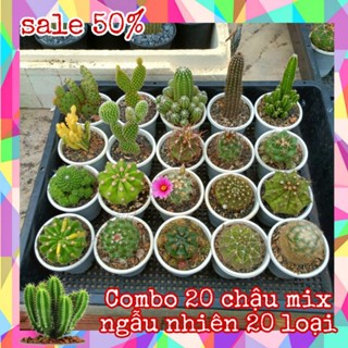 XƯƠNG RỒNG| COMBO 20 CÂY 200K MIX NGẪU NHIÊN 20 LOẠI KHOẺ ĐẸP GIÁ RẺ