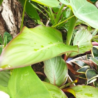 1 cây giống dong riềng đỏ( chuẩn giống)