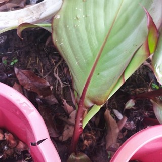 1 cây giống dong riềng đỏ( chuẩn giống)