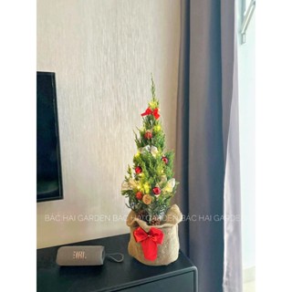 Cây Tùng Sơn trang trí Noel size 45-55cm tông đỏ full phụ kiện trang trí túi bố kèm đèn led 