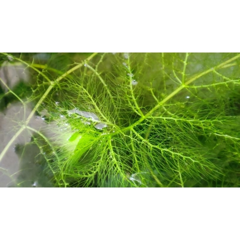 Rong Trứng - Thủy Cúc Thảo - Rong Ly 🪴🥰 1 phần 4 nhánh ☘️