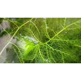 Rong Trứng - Thủy Cúc Thảo - Rong Ly 🪴🥰 1 phần 4 nhánh ☘️