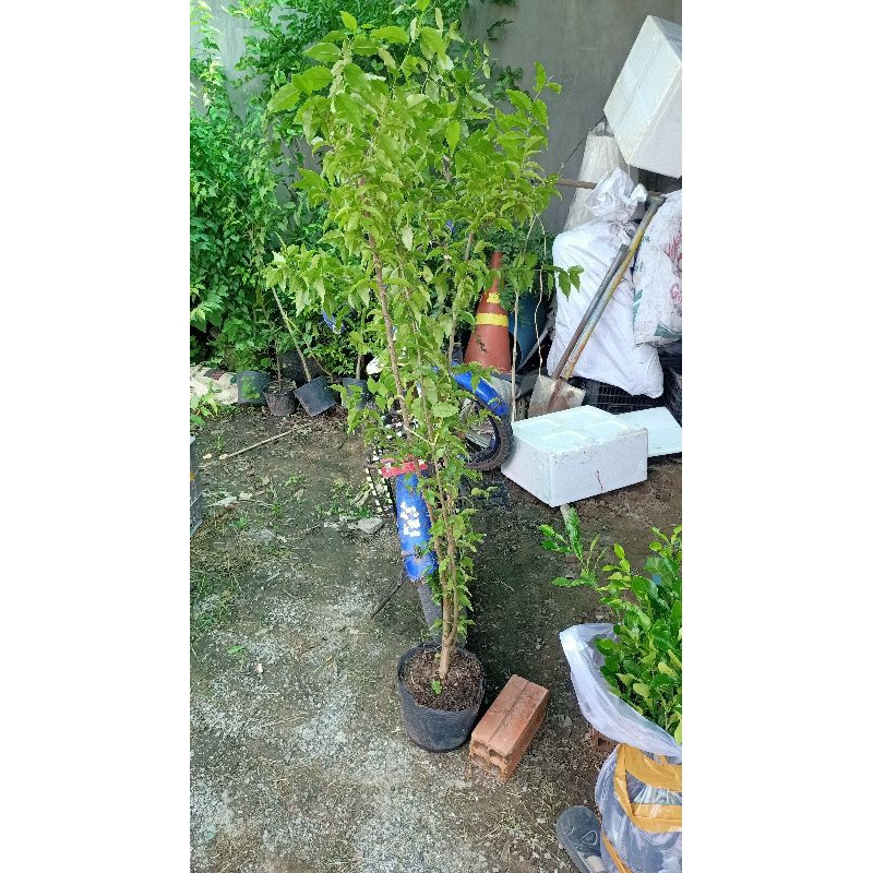 cây hồng quân loại lớn , cây cao từ 1 mét