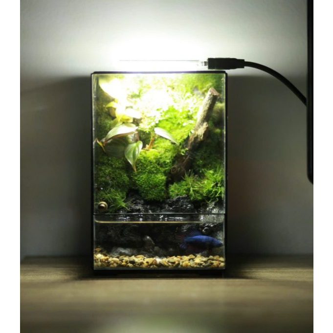 Bể Bán Cạn Terrarium mini cho người mới